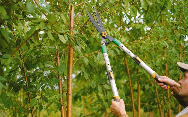 Tree trimming in Heart Butte, MT