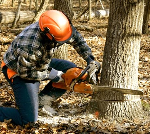 Tree Removal in Heart Butte, MT